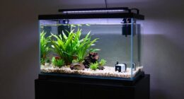 aquarium setup and stocking