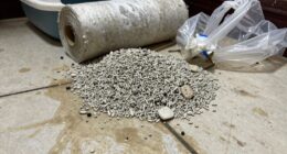 hidden expenses of cheap litter