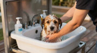 10 Best Best Dog Washing Station Premium in 2026