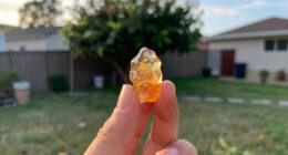 10 Best Best Shed Resin Premium in 2026